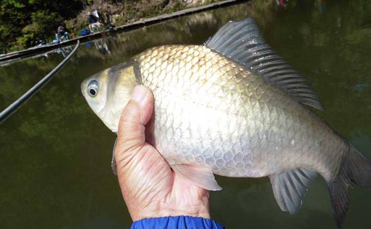 管理釣り場でヘラブナ釣り満喫 水ぬるみ尺上ばかりが好調 Fc竹の内 21年5月26日 エキサイトニュース