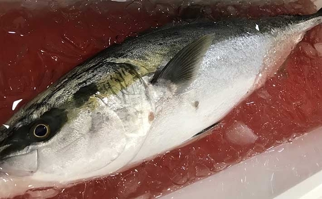 釣魚レシピ サヨリの天ぷら みりん干し 釣り場で捌く理由とは 19年10月12日 エキサイトニュース