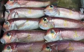 高級魚 アマダイ は色違いの3兄弟だった 白色はマボロシ級 19年10月12日 エキサイトニュース