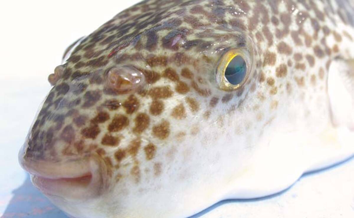 関東21 ショウサイフグ釣り入門 カットウ仕掛け が面白い 21年5月23日 エキサイトニュース 2 4