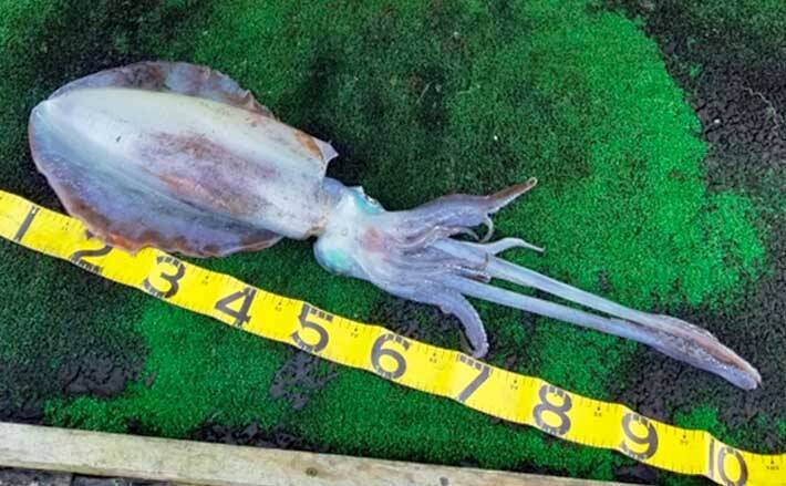 三重 海の釣り施設最新釣果 エギングで3kg超アオリイカ登場 21年5月日 エキサイトニュース
