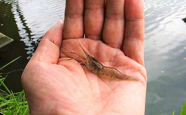 テナガエビ釣りで ツ抜け 子連れ釣行にもオススメ 千葉 八間川 21年6月1日 エキサイトニュース