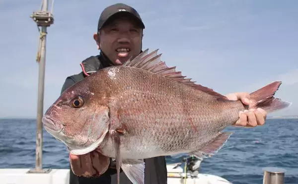 「鷹巣沖で『完全フカセ釣り』解禁　70cm超えマダイラッシュ【福井】」の画像