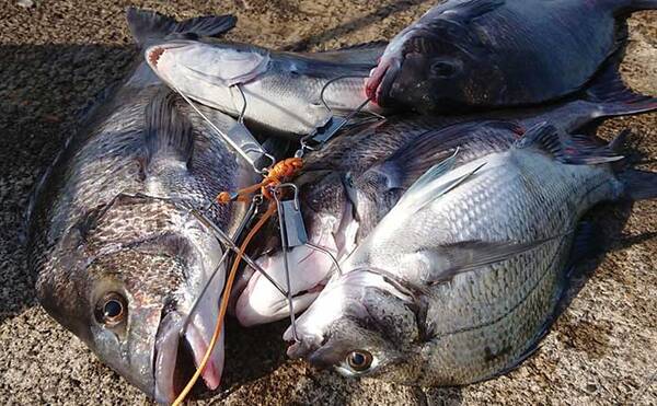 仙台港 サビキ釣り 21 仙台港 サビキ釣り 21 Jozirasutobync