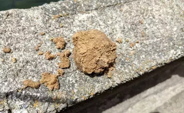 「ゲームに夢中の子供と管理釣り場を満喫　釣り好きにさせるコツとは？」の画像