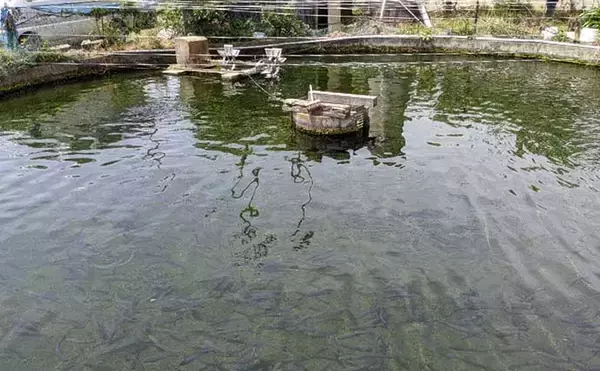 「ゲームに夢中の子供と管理釣り場を満喫　釣り好きにさせるコツとは？」の画像