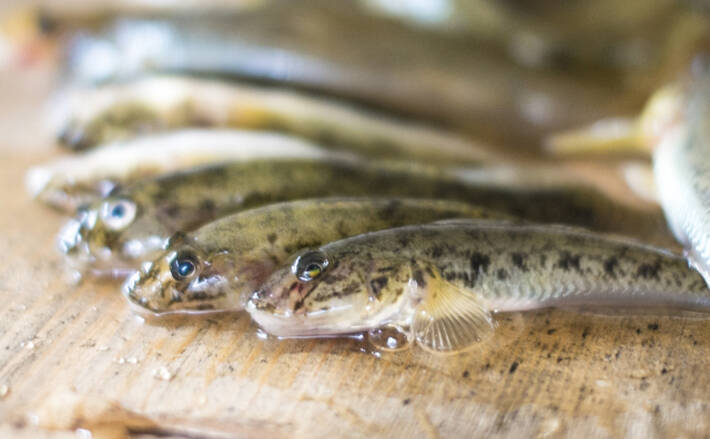 とても身近な魚 ハゼ の保護活動が行われるワケ 気づけば高級魚に 21年6月5日 エキサイトニュース