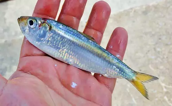 「サビキ釣りで『サッパ』好釣　釣果は酢漬けで満喫【三重・四日市港】」の画像