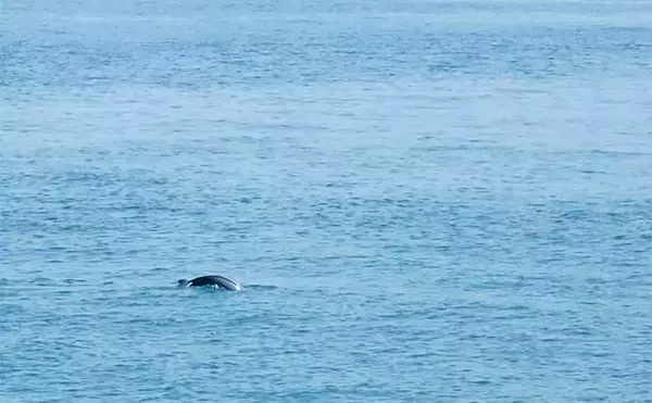 「サビキ釣りで『サッパ』好釣　釣果は酢漬けで満喫【三重・四日市港】」の画像