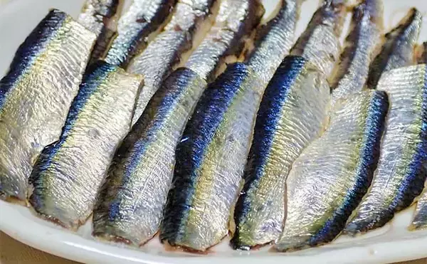 「サビキ釣りで『サッパ』好釣　釣果は酢漬けで満喫【三重・四日市港】」の画像