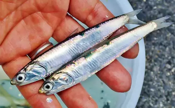 「サビキ釣りで『サッパ』好釣　釣果は酢漬けで満喫【三重・四日市港】」の画像