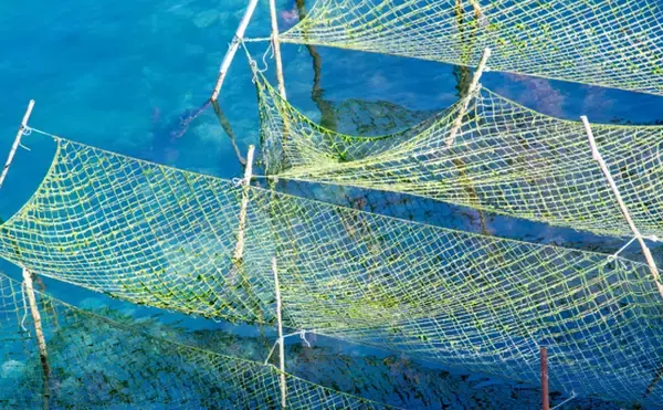 「海藻専用の『陸上養殖』施設がオープン予定　あえて陸で行うワケとは？」の画像