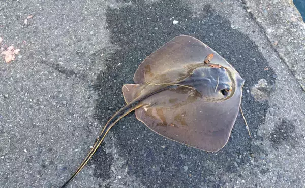 「東京湾奥に「アカエイ」大集結　天変地異の前触れではなく産卵前行動？」の画像