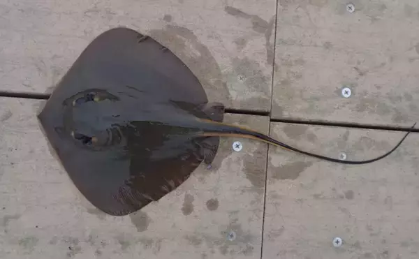 東京湾奥に「アカエイ」大集結　天変地異の前触れではなく産卵前行動？