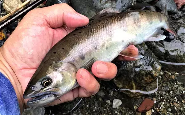 『テンカラ』ステップアップ解説：「二本毛バリ」仕掛けは効果的か？