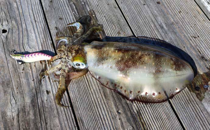 21中部 春エギング最盛期突入 好調のモンスターアオリイカを攻略 21年6月3日 エキサイトニュース 6 6