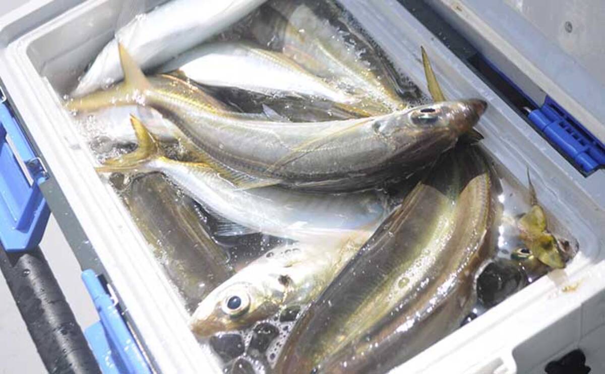 サビキで狙う極上 メクリアジ 釣り クーラー満タンの好釣果 兵庫 21年6月17日 エキサイトニュース