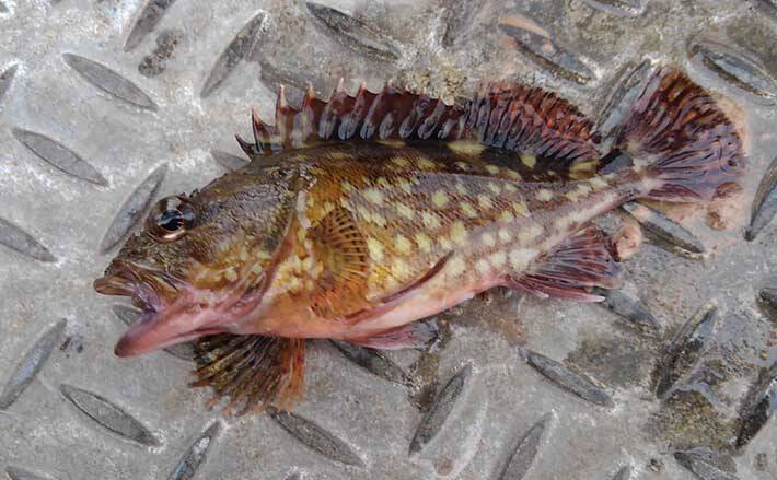 磯子海釣り施設でお手軽 穴釣り カサゴの絶品味噌汁に舌鼓 神奈川 21年6月6日 エキサイトニュース