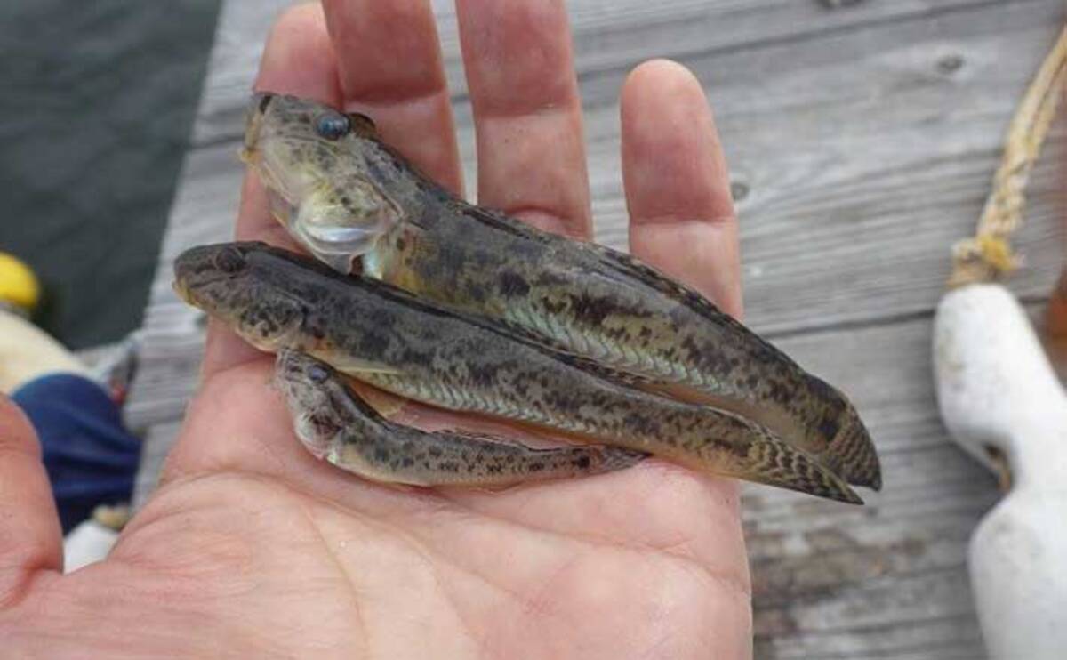 江戸川放水路 ハゼ釣り 開幕 桟橋デキハゼ釣り堪能 たかはし遊船 21年6月6日 エキサイトニュース 4 4