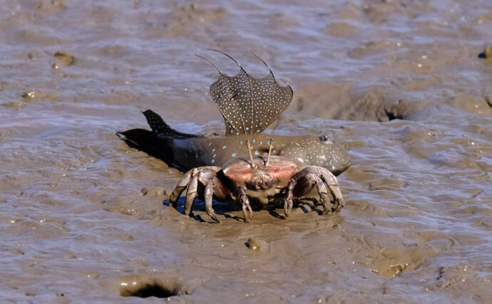 有明海のムツゴロウが繁殖期に オスは 求愛ジャンプ でアピール 21年6月13日 エキサイトニュース