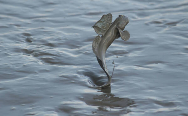 有明海のムツゴロウが繁殖期に オスは 求愛ジャンプ でアピール 21年6月13日 エキサイトニュース