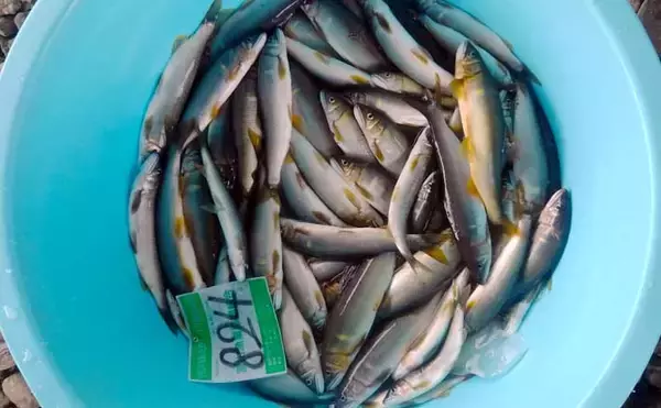 【2021富山】鮎トモ釣りオススメ河川：神通川　アタリ強烈＆引き強し