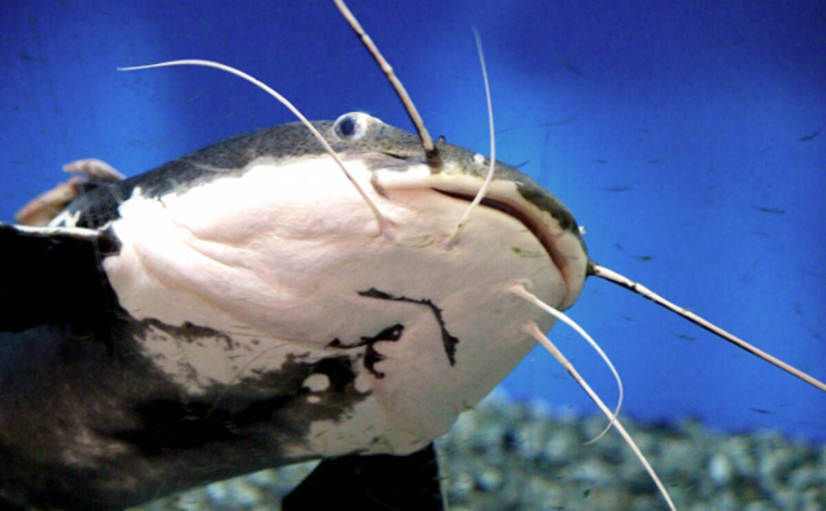 魚たちのちょっと変わった 雑種 ネーミング カワサバは何と何が交配 21年6月日 エキサイトニュース