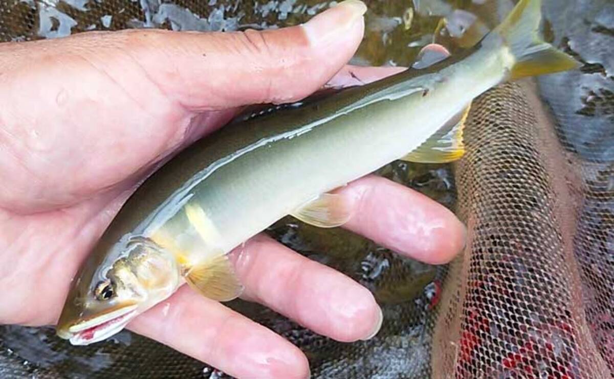 21静岡 鮎トモ釣りオススメ河川 興津川 流れ穏やかで釣りやすい 21年6月9日 エキサイトニュース 2 4