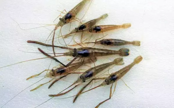 「短時間テナガエビ釣りで本命9尾　梅雨以降は型・数ともに期待【千葉】」の画像