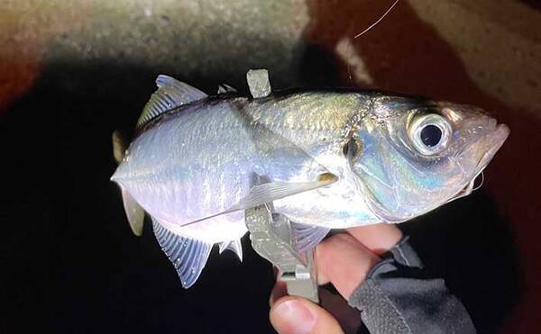 大阪湾のアジがアフターに入った可能性あり 攻略法は焦らないこと 21年6月10日 エキサイトニュース 大阪湾のアジがアフターに入った可能性あり 攻略法は焦らないこと 21年6月10日 エキサイトニュース