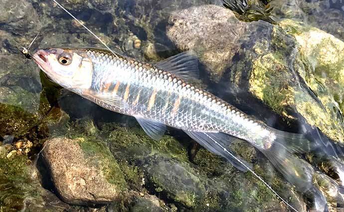 清流はオイカワ釣り日和 二本毛バリ テンカラ で好釣 埼玉 入間川 21年6月10日 エキサイトニュース