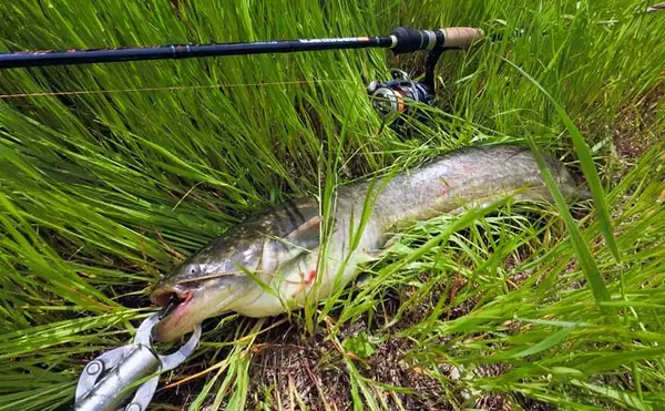 「デイナマズゲームで60cm本命　リフト＆フォールにヒット【愛知・紙田川】」の画像