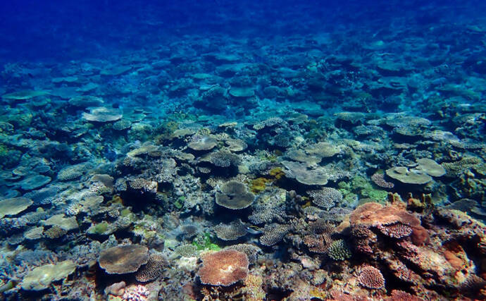 サンゴの『一斉産卵』が撮影される　卵は他海洋生物の貴重な食料に？