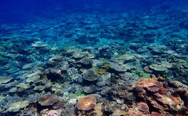 「サンゴの『一斉産卵』が撮影される　卵は他海洋生物の貴重な食料に？」の画像
