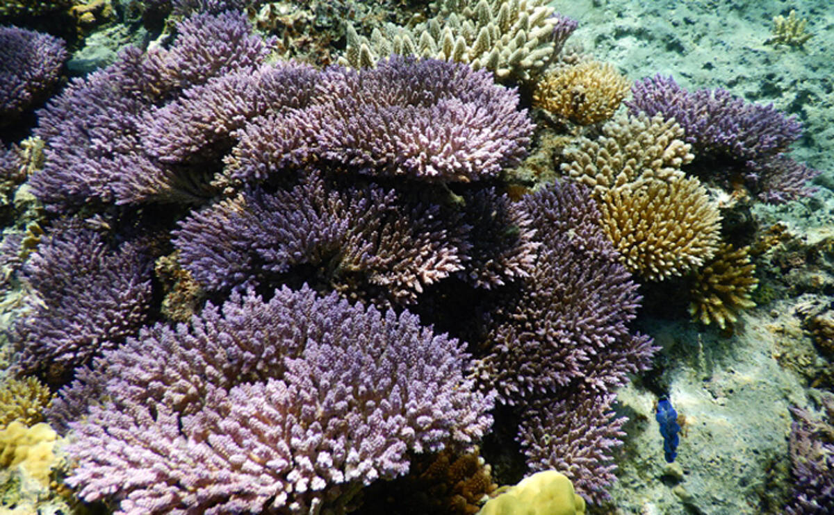 サンゴの 一斉産卵 が撮影される 卵は他海洋生物の貴重な食料に 21年6月18日 エキサイトニュース