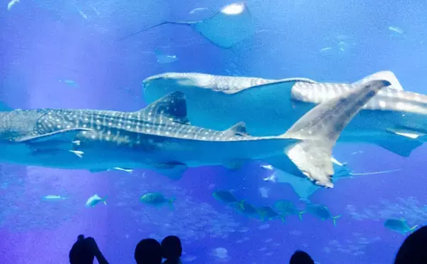 「サンゴの『一斉産卵』が撮影される　卵は他海洋生物の貴重な食料に？」の画像