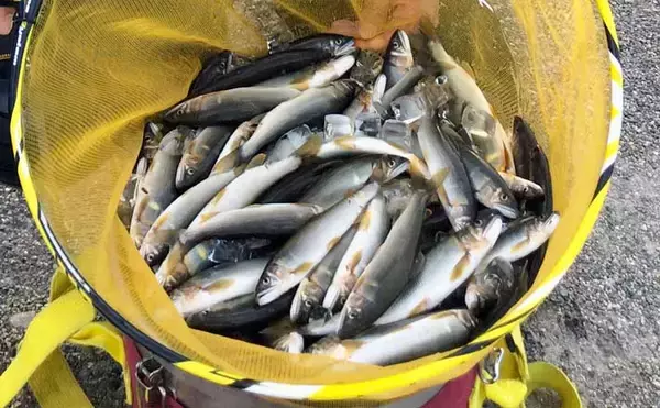 【2021群馬】鮎トモ釣りオススメ河川：神流川　好条件揃った人気河川