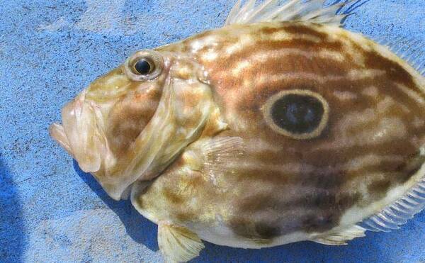 釣りのゲスト魚を美味しく食べよう マトウダイ 皮や胃袋も捨てちゃダメ 21年6月19日 エキサイトニュース 釣りのゲスト魚を美味しく食べよう マトウダイ 皮や胃袋も捨てちゃダメ 21年6月19日 エキサイトニュース