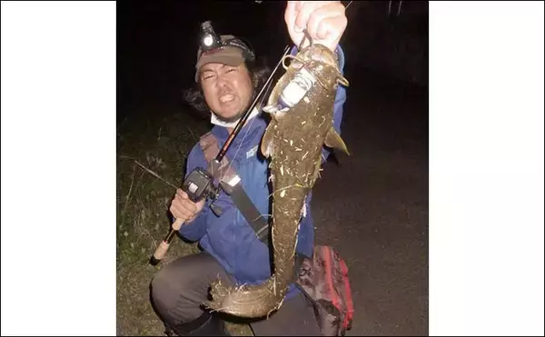 「ナマズゲームで良型本命連発　ソフトボディのルアーが奏功【岐阜】」の画像