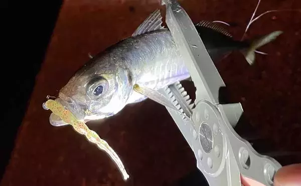 ちょっとマニアックな『アジング』の話：限定的な「レア」パターン5選