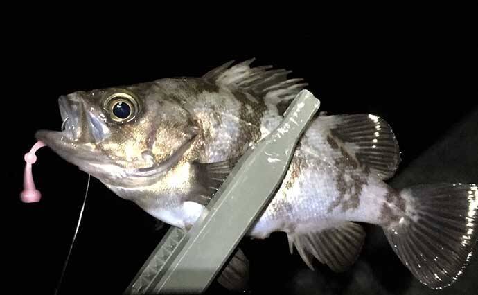 ちょっとマニアックな『アジング』の話：限定的な「レア」パターン5選