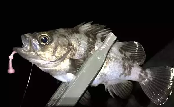 「ちょっとマニアックな『アジング』の話：限定的な「レア」パターン5選」の画像