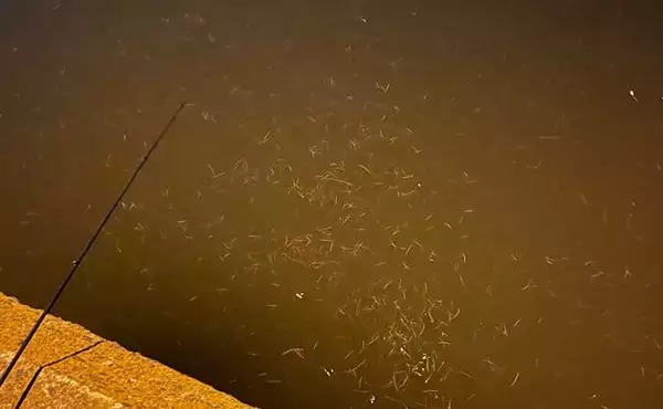 「ちょっとマニアックな『アジング』の話：限定的な「レア」パターン5選」の画像