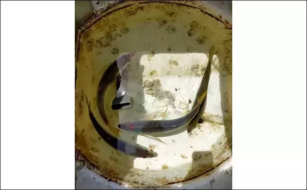 「大阪湾ボートサビキ釣りで45cmアジ　マジックでの仕掛け色変更がアタリ？」の画像