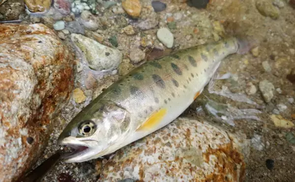 「岩手で養殖「サクラマス」が初水揚げ　サンマ不漁のダメージ軽減に期待」の画像