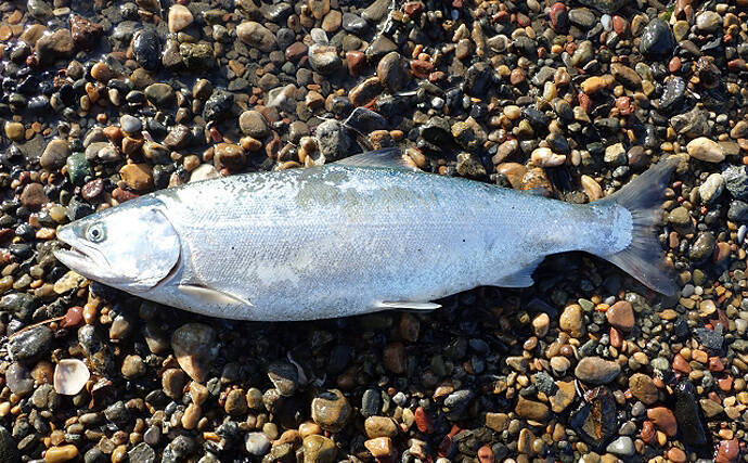 岩手で養殖「サクラマス」が初水揚げ　サンマ不漁のダメージ軽減に期待