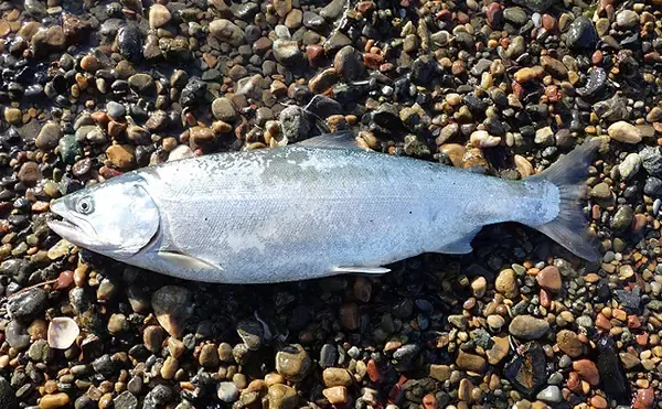 「岩手で養殖「サクラマス」が初水揚げ　サンマ不漁のダメージ軽減に期待」の画像