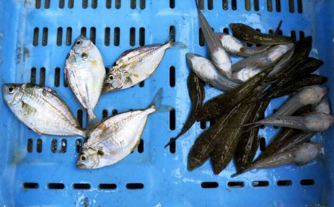 釣りのゲスト魚を美味しく食べよう ヒイラギ ヌメリゴチ 下処理が重要 21年6月日 エキサイトニュース