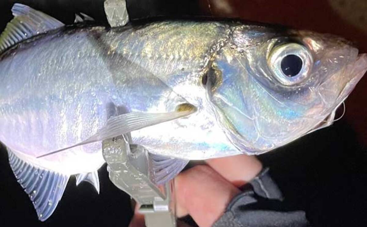 海のルアー釣りを始めよう アジを狙う アジング ってどんな釣り 21年6月21日 エキサイトニュース