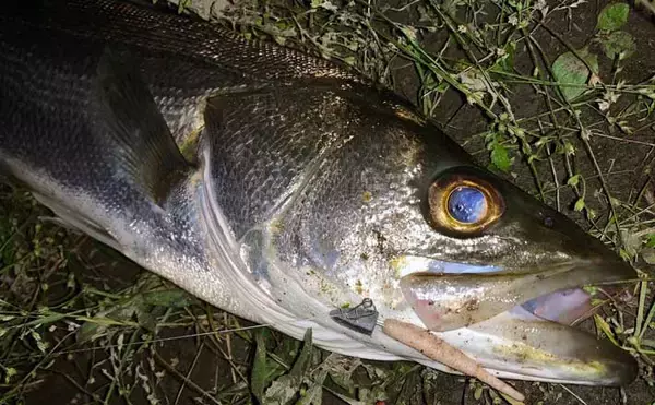 リバーシーバスゲームで60cm級　ライズヒントに表層狙いが奏功【愛知】